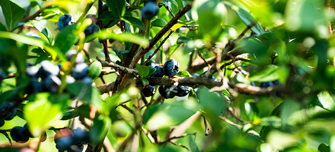 Michigan Ag Exporter of the Year Nominations